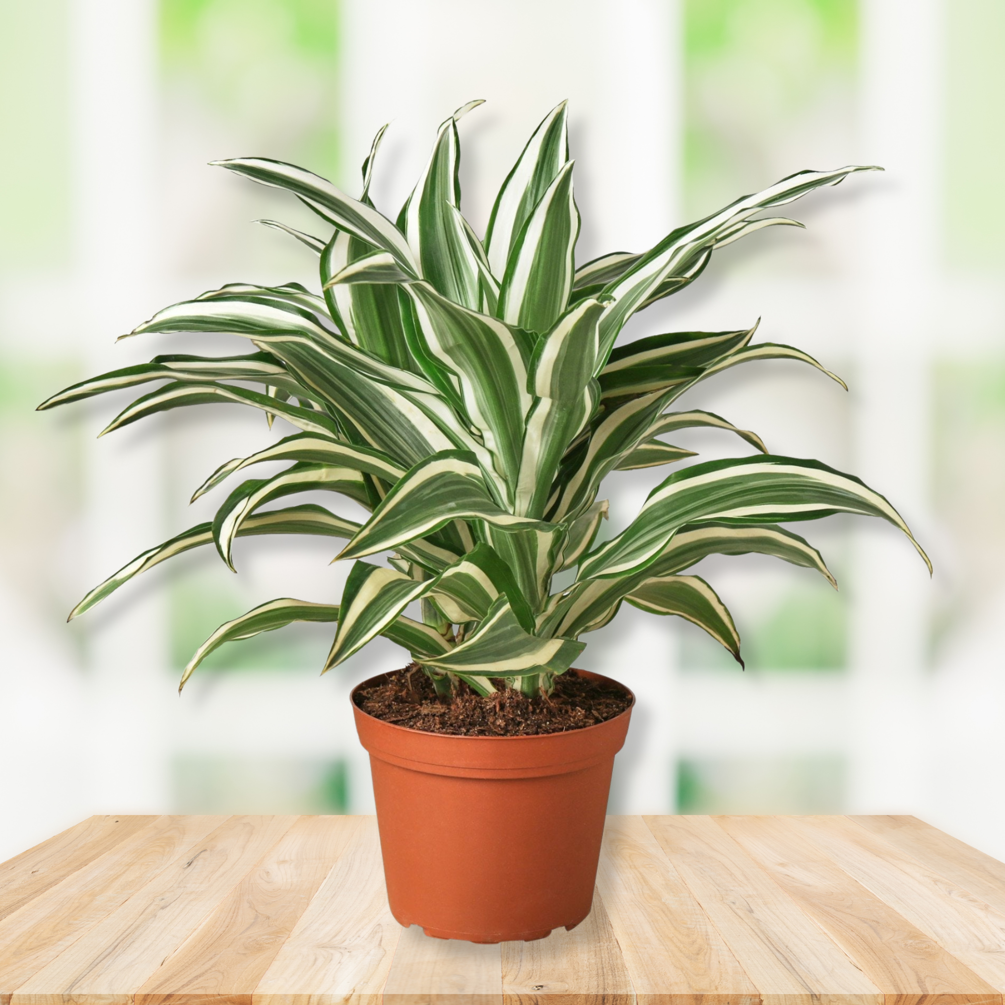 dracaena