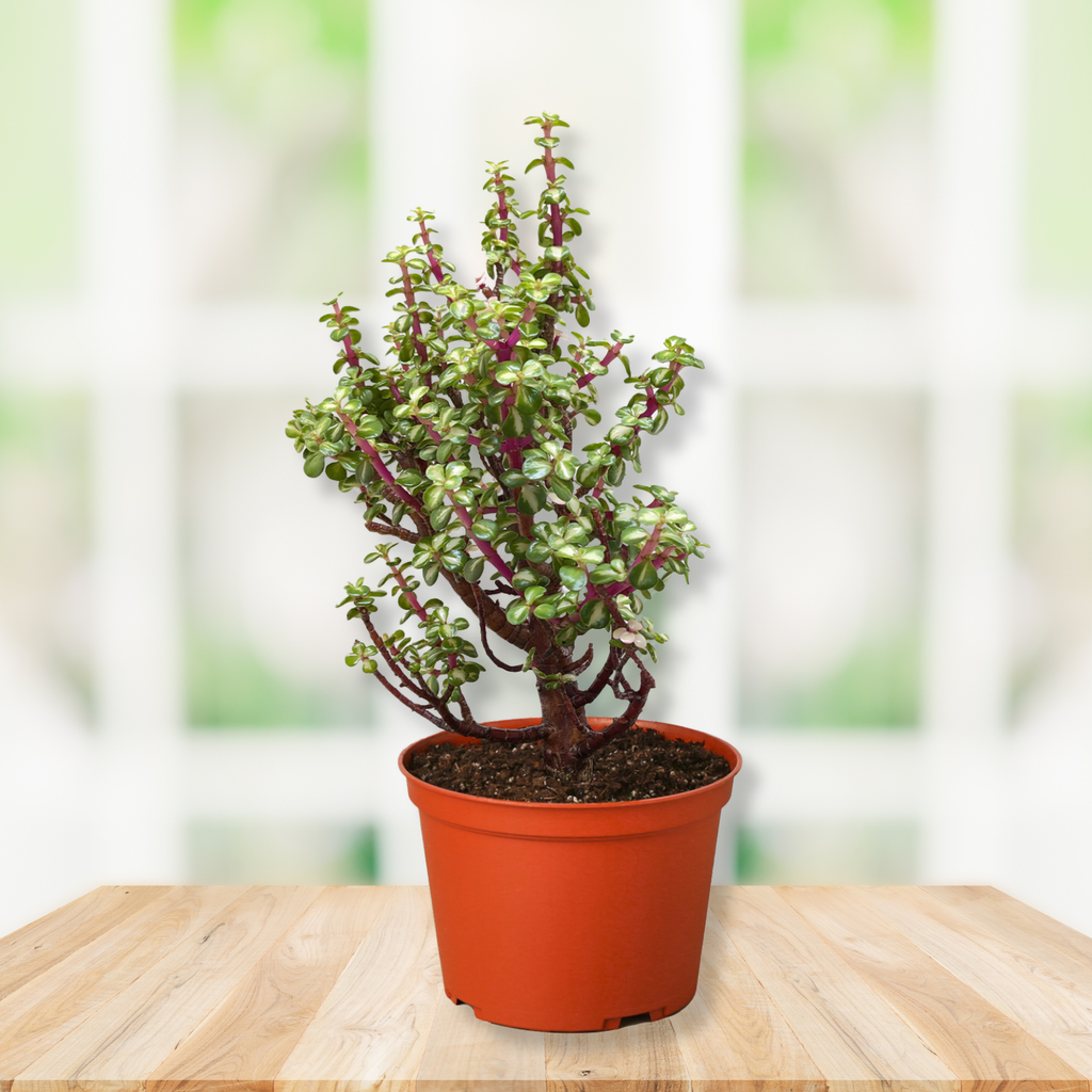 Dwarf Bonsai succulent plant with green and reddish leaves in a terracotta-colored plastic nursery pot