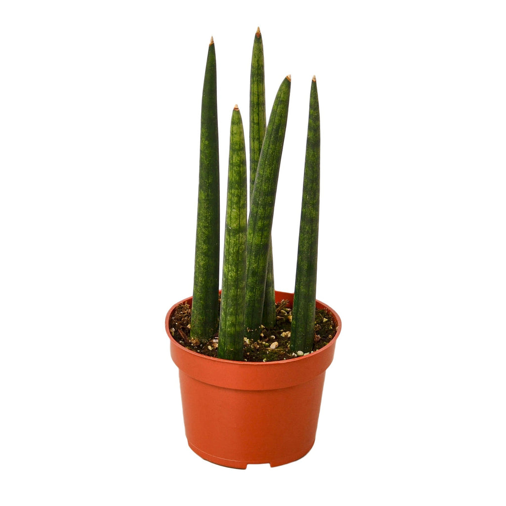 Potted snake plant with green leaves in an orange pot on a white background