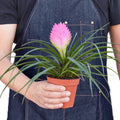 Bromeliad Cyanea 'Pink Quill Plant', Wallisia Cyanea, Tillandsia Cyanea