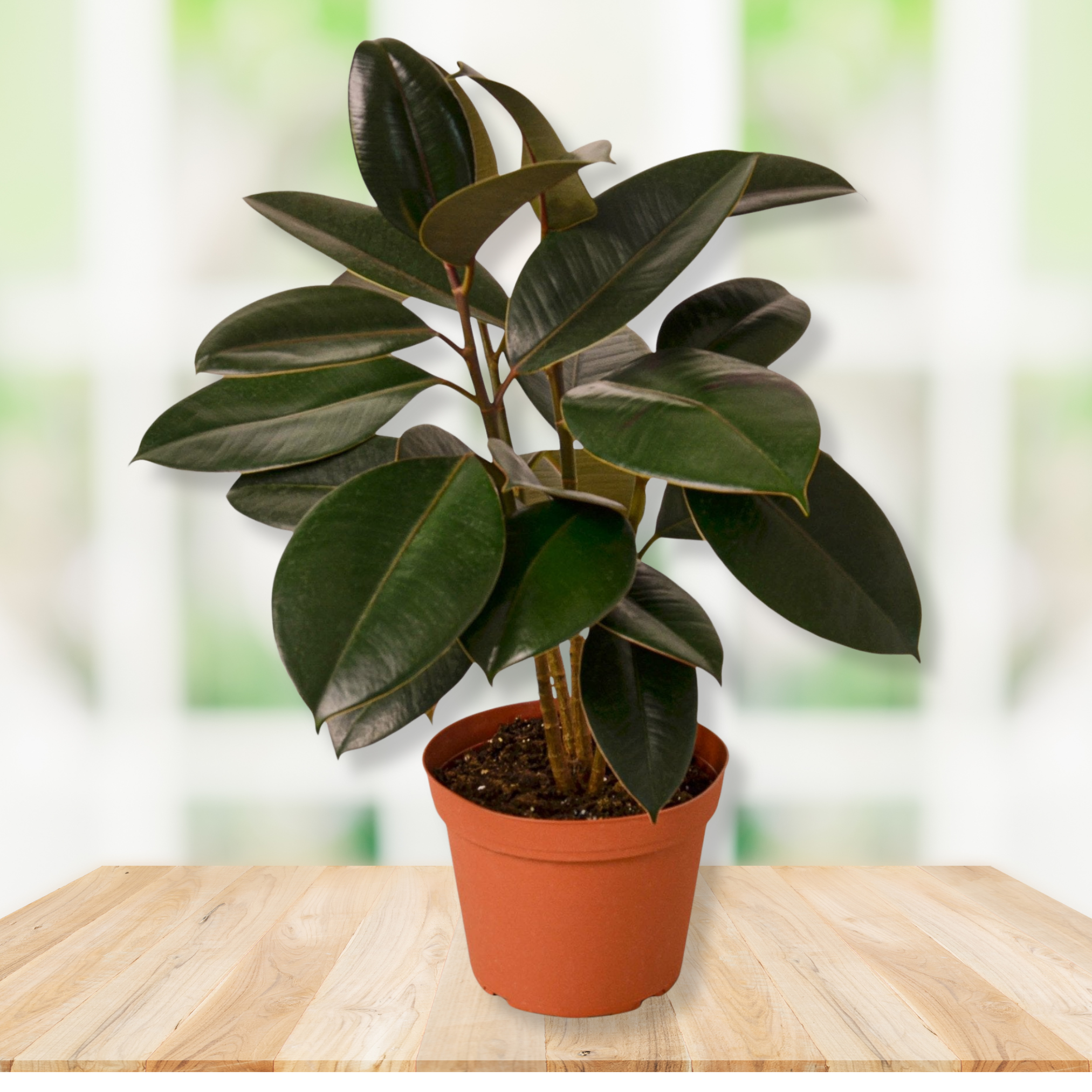 Rubber Plant, Rubber Tree, Ficus Elastica 'Burgundy' Live Houseplants