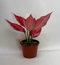 Chinese Evergreen 'Ruby Garuda', Aglaonema ‘Ruby Garuda’ Live Houseplants