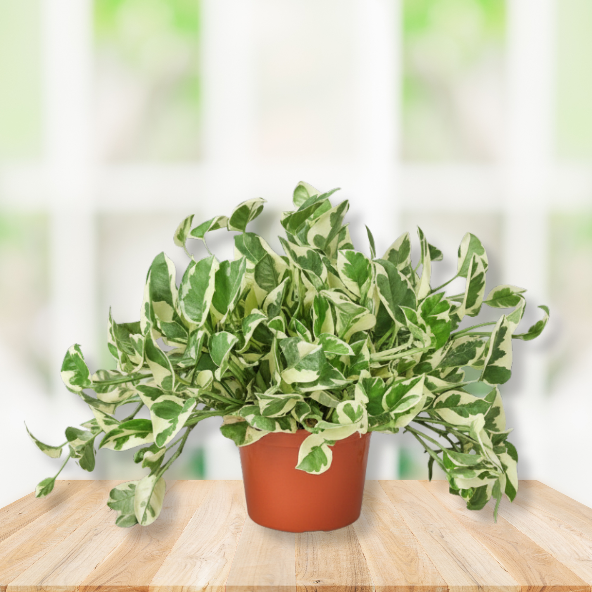 Pothos 'N'joy' Epipremnum Aureum - 6" Pot NURSERY POT ONLY
