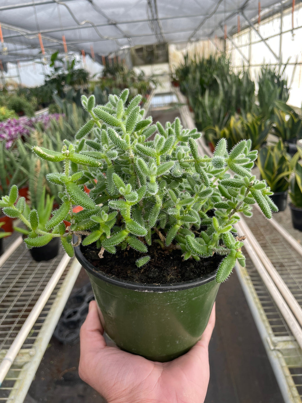 Pickle plant held in a greenhouse setting with other plants 