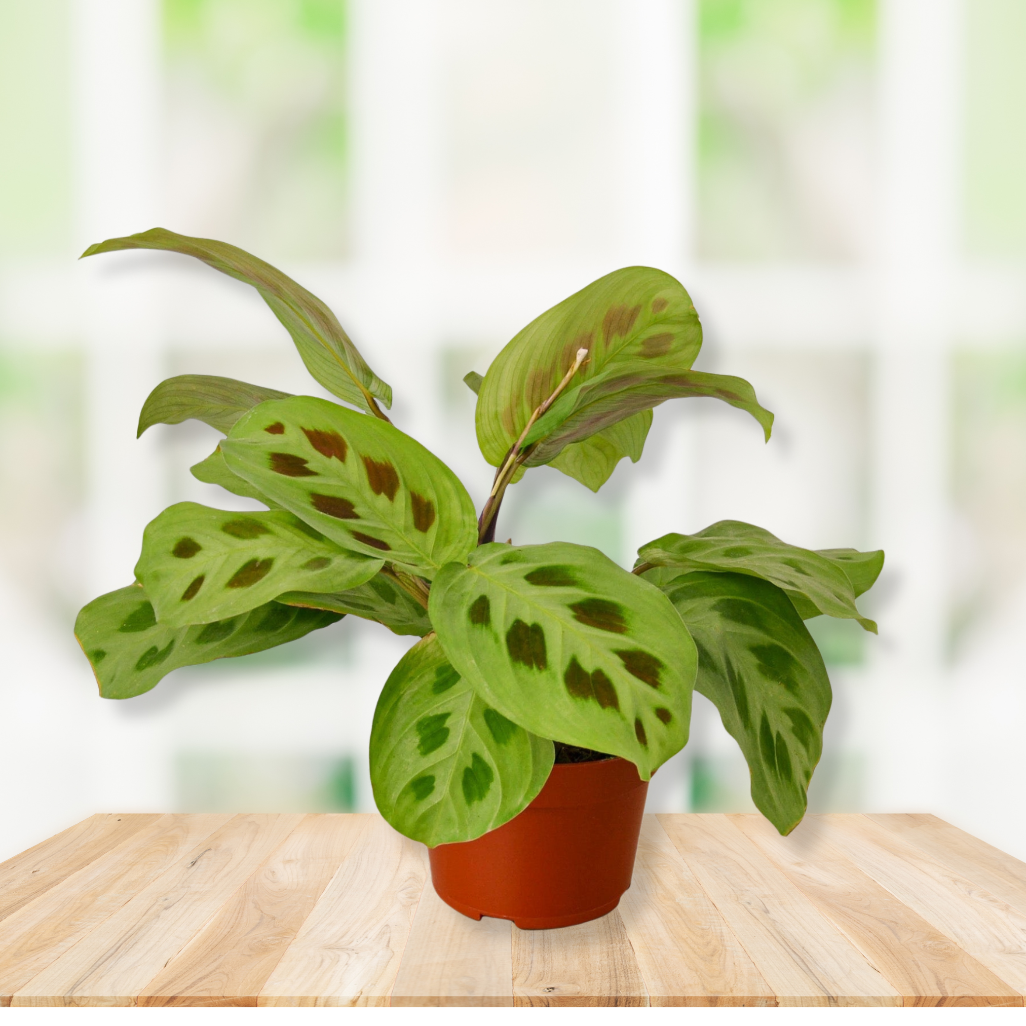 Prayer Plant, Maranta 'Leuconeura' | 4" NURSERY POT ONLY | Live Houseplants, Pet Friendly