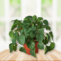A potted green leafy rana verde peperomia live houseplant with heart-shaped leaves in a terracotta-colored pot, 