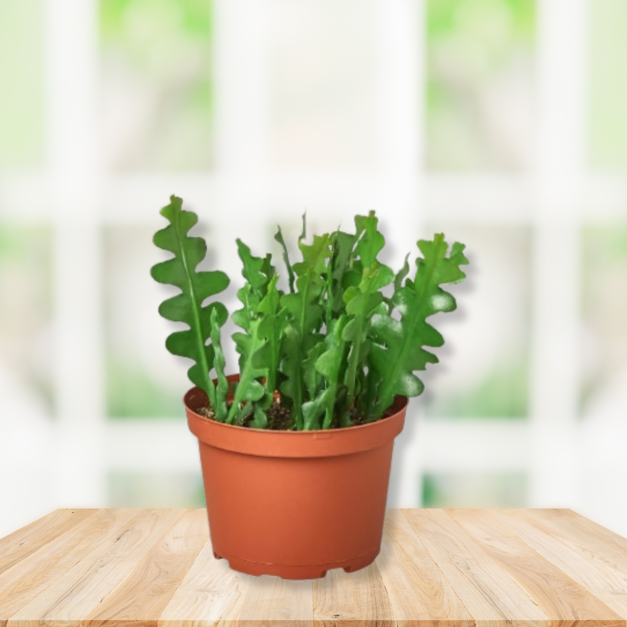 A potted green leafy ric rac caplant in a terracotta-colored plastic pot, placed on a light wood surface